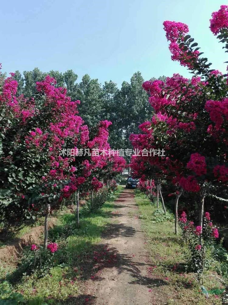 速生紫薇最新報價，開啟自然美景的旅行邀請