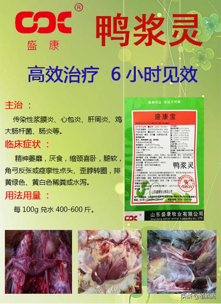 現(xiàn)在鴨苗行情詳解，選購(gòu)、養(yǎng)殖與盈利的全方位指南