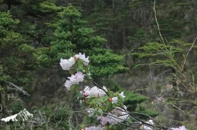 雨崩最新美景圖，探索與欣賞的詳細步驟指南，美不勝收！