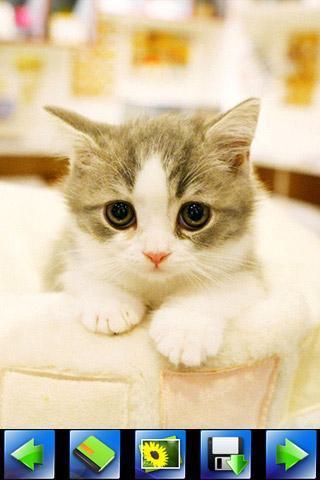 探索特色小店，最新貓咪應(yīng)用下載，小巷隱藏寶藏的奇妙之旅