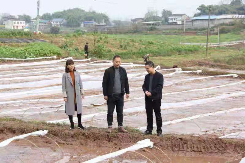 合川土場最新動態(tài)更新，今日最新資訊速遞