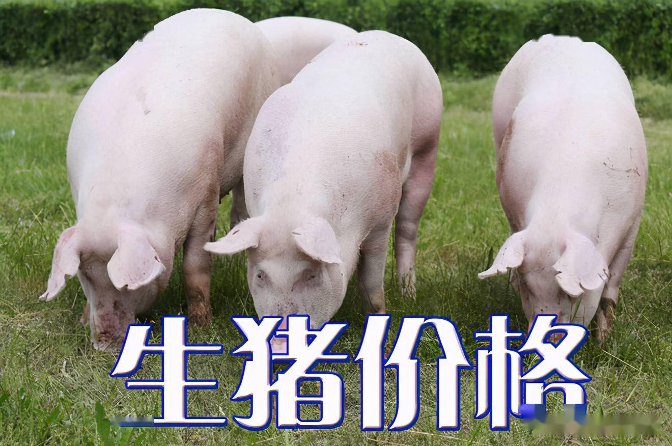 濰坊今日生豬價格探索，一場綠色之旅尋找內(nèi)心平靜