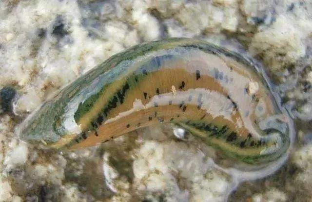 石斑魚孵化技術(shù)革新詳解，從入門到精通的孵化指南