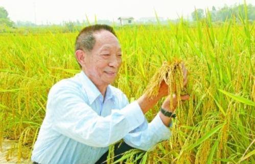 袁隆平最新科研進展揭秘，突破性進展引人矚目