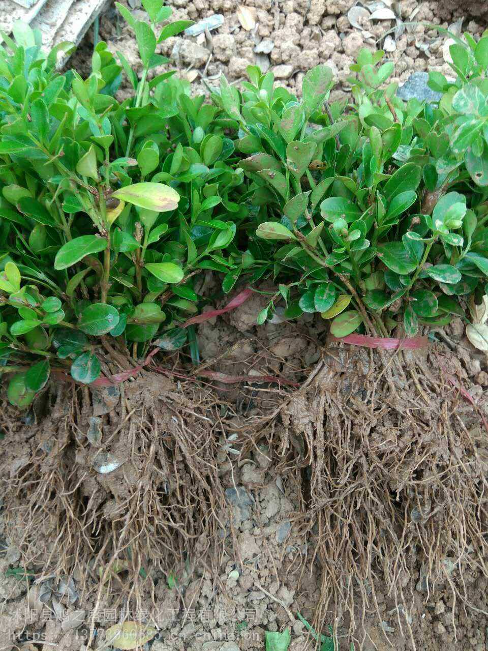 黃楊小苗價(jià)格探尋之旅，自然美景的邂逅與發(fā)現(xiàn)