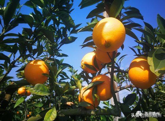 贛州上市公司，閃耀未來(lái)，共創(chuàng)繁榮時(shí)代！