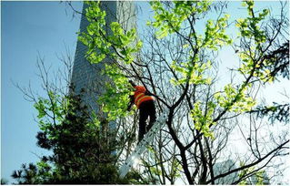 馬樹(shù)最新資訊，完成任務(wù)與學(xué)習(xí)新技能的詳細(xì)步驟指南