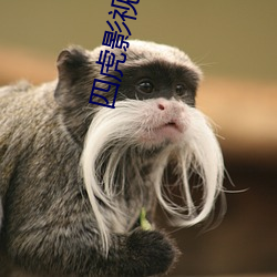 四虎影最新在線觀看，熱門影視的全新體驗