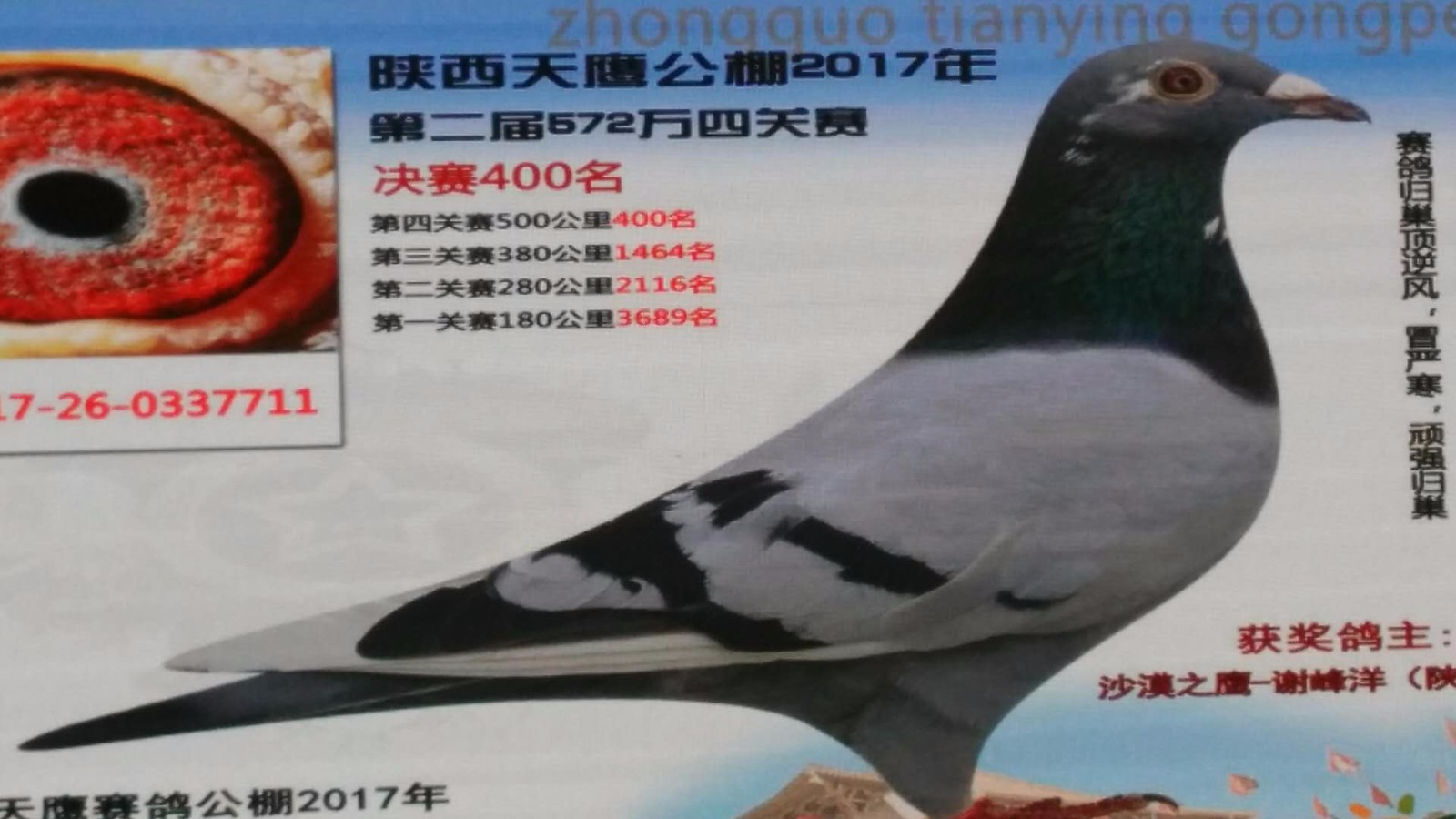 天鷹公棚歷程回顧，最新消息鑄就輝煌篇章