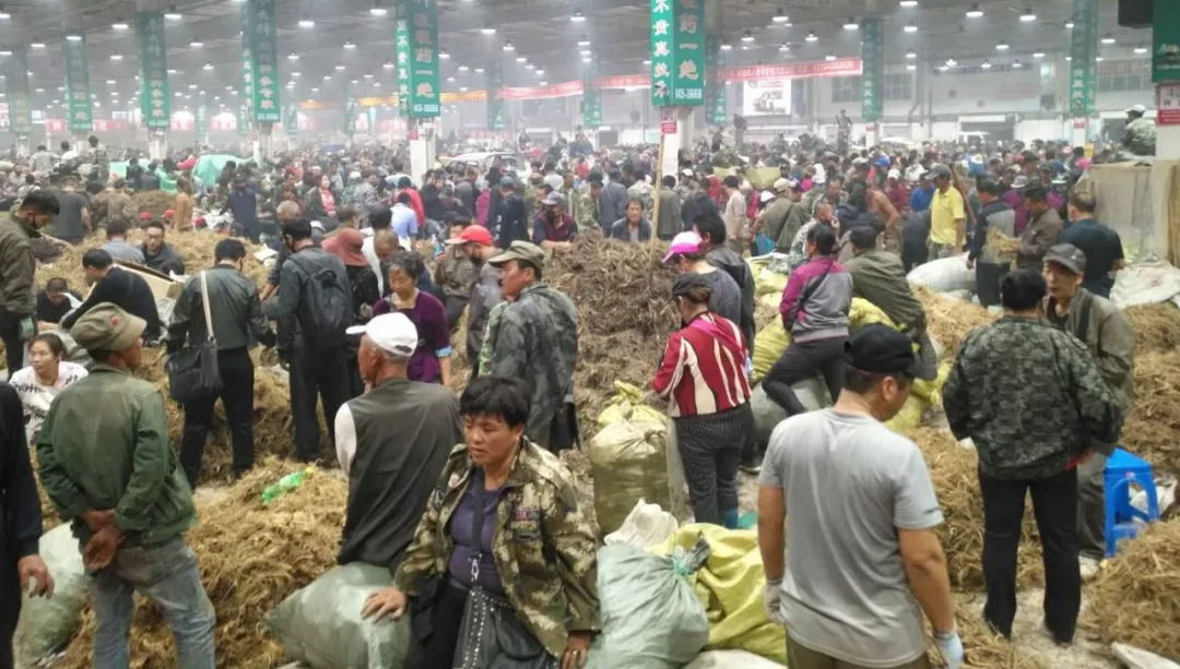 萬良人參市場(chǎng)最新動(dòng)態(tài)揭秘，日常奇遇與溫情紐帶