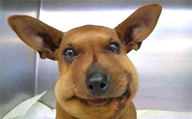 最新毒蜂，逆風(fēng)翱翔，學(xué)習(xí)鑄就自信與成就之巔