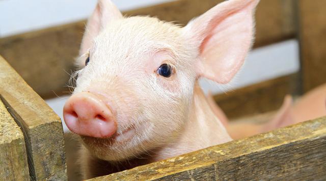 全國生豬最新行情深度解析與觀點(diǎn)闡述，今日市場趨勢分析