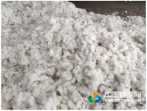 山東籽棉價(jià)格最新動態(tài)更新