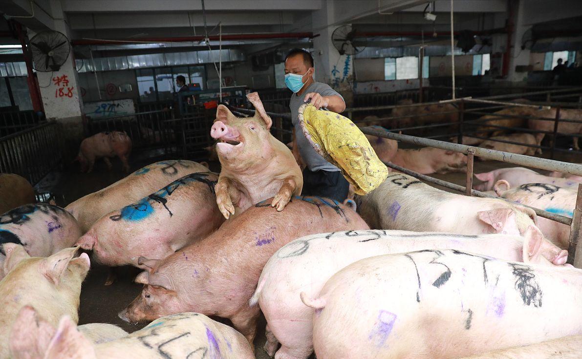 科技引領(lǐng)未來，最新小麥價(jià)格行情實(shí)時(shí)查詢動(dòng)態(tài)掌握