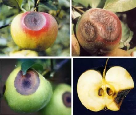 最新炭疽病治療藥物，變化、學(xué)習(xí)與信心的力量探索