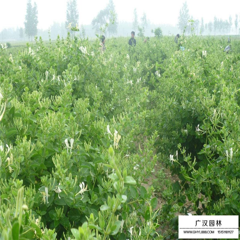 金銀花最新行情與機(jī)遇，價格變動中的自信與成就感之源