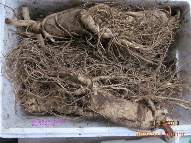 人參最新價(jià)格及市場(chǎng)走勢(shì)、品質(zhì)鑒別全解析