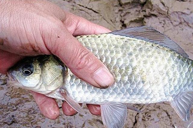 高科技智能魚探設備引領海洋探索新時代，最新魚訊速遞