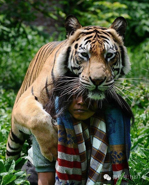 最新人與獸技能學習與實踐步驟指南，從理論到實操的全面指南