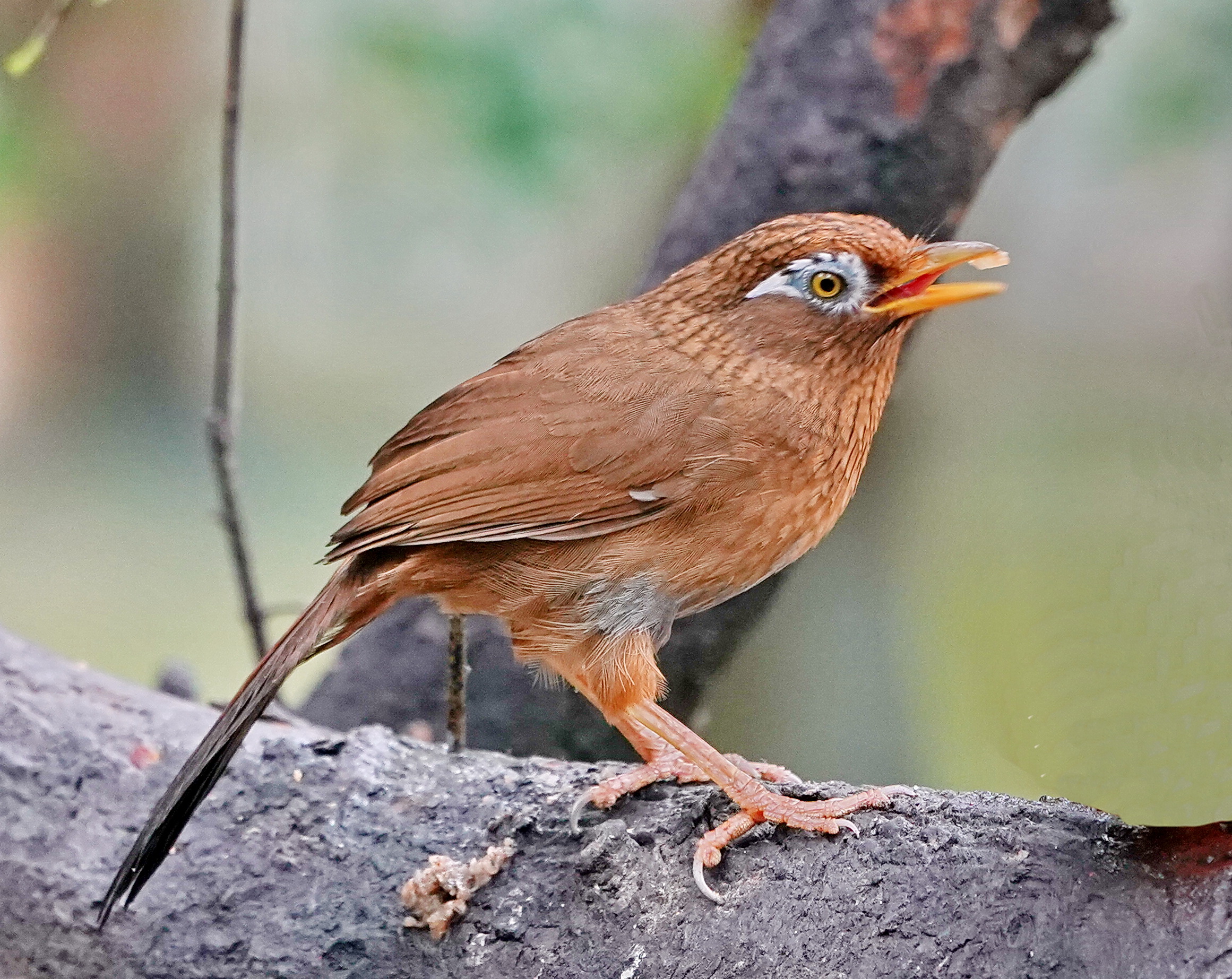 最新畫眉鳥，與自然美景的遨游，探尋內(nèi)心平和的旅程