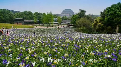 石象湖門票最新信息，賞花門票火熱搶購(gòu)中！
