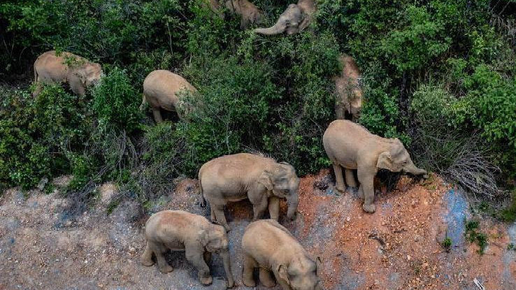 象群最新現(xiàn)身地，力量與自信之歌的演繹