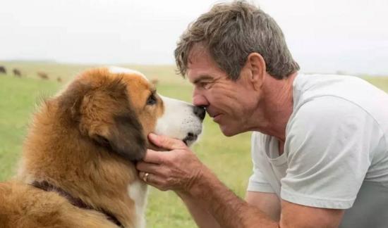 最新關(guān)于狗的電影，深度探討與觀點(diǎn)闡述