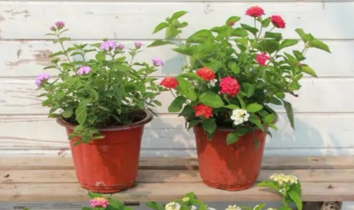 最新跳蛋閱讀視頻，溫馨的讀書時光探索之旅