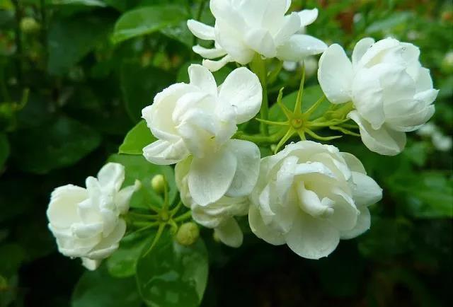 花香滿園最新章節(jié)獲取攻略，輕松閱讀新書(shū)章節(jié)的步驟