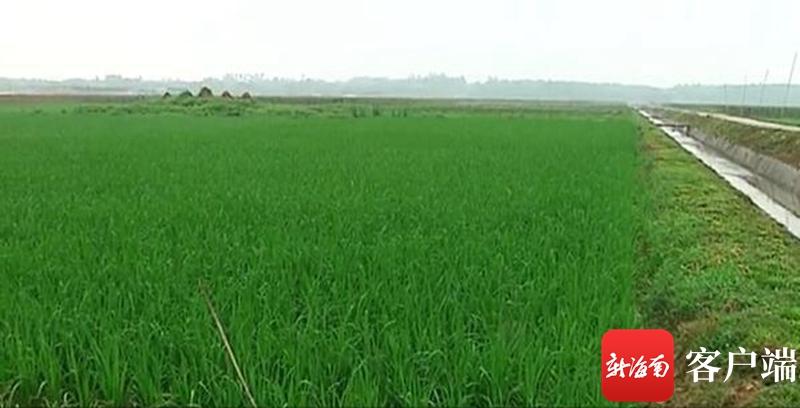 澄邁最新動(dòng)態(tài)，自然美景探索之旅，尋覓內(nèi)心平和與寧?kù)o的旅程