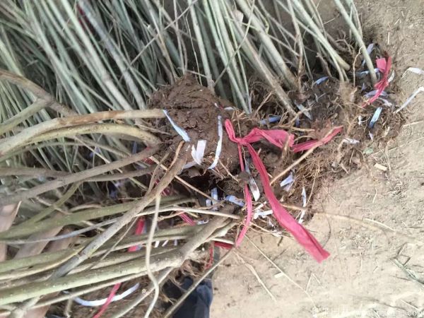 連翅最新價(jià)格深度解析，歷史背景、重要事件與地位探討