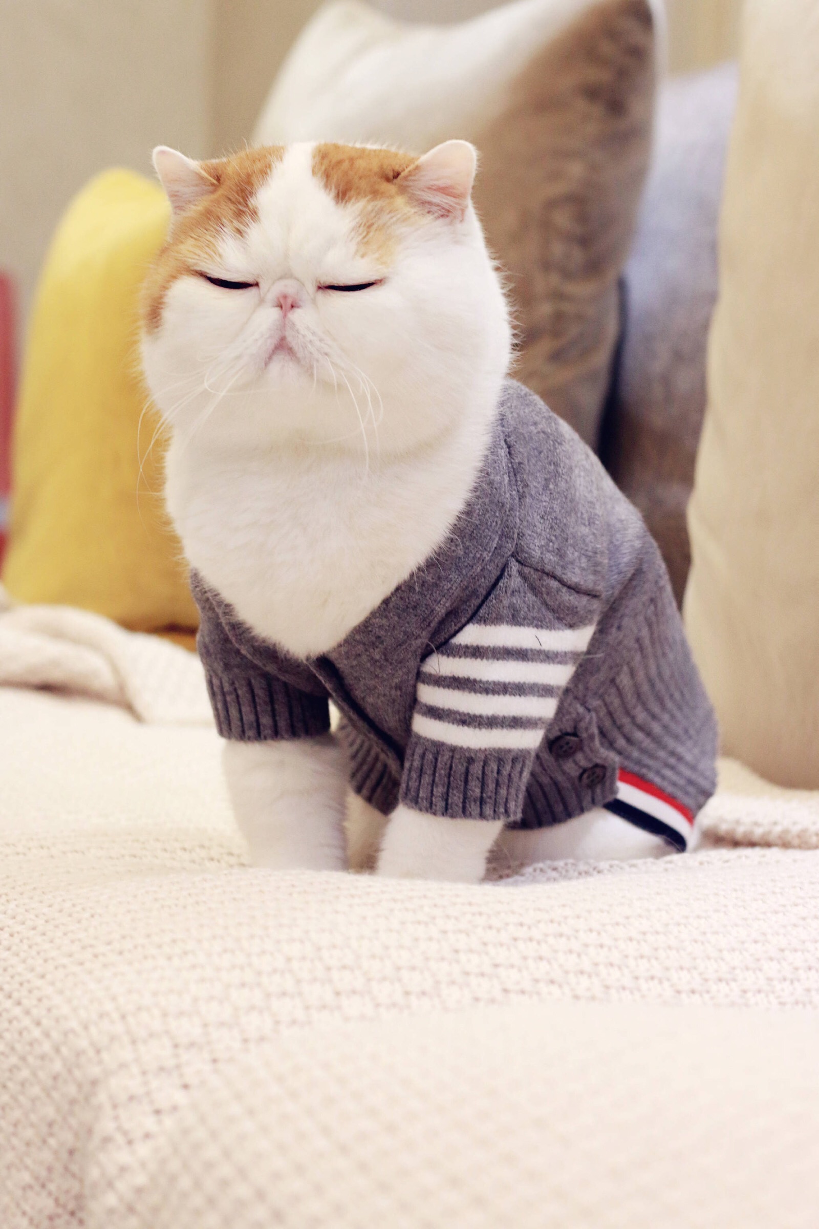 小胖Snoopy最新萌照，瞬間融化人心！