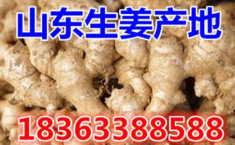 鮮姜最新價格揭秘，自然美景背后的旅行探索之旅