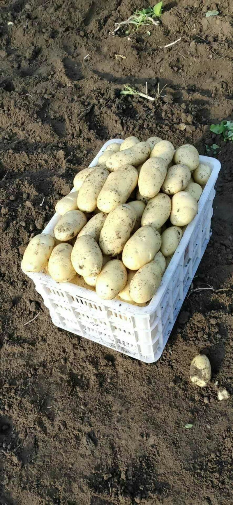 萊西土豆最新價(jià)格動態(tài)，變化中的價(jià)值與學(xué)習(xí)中的力量