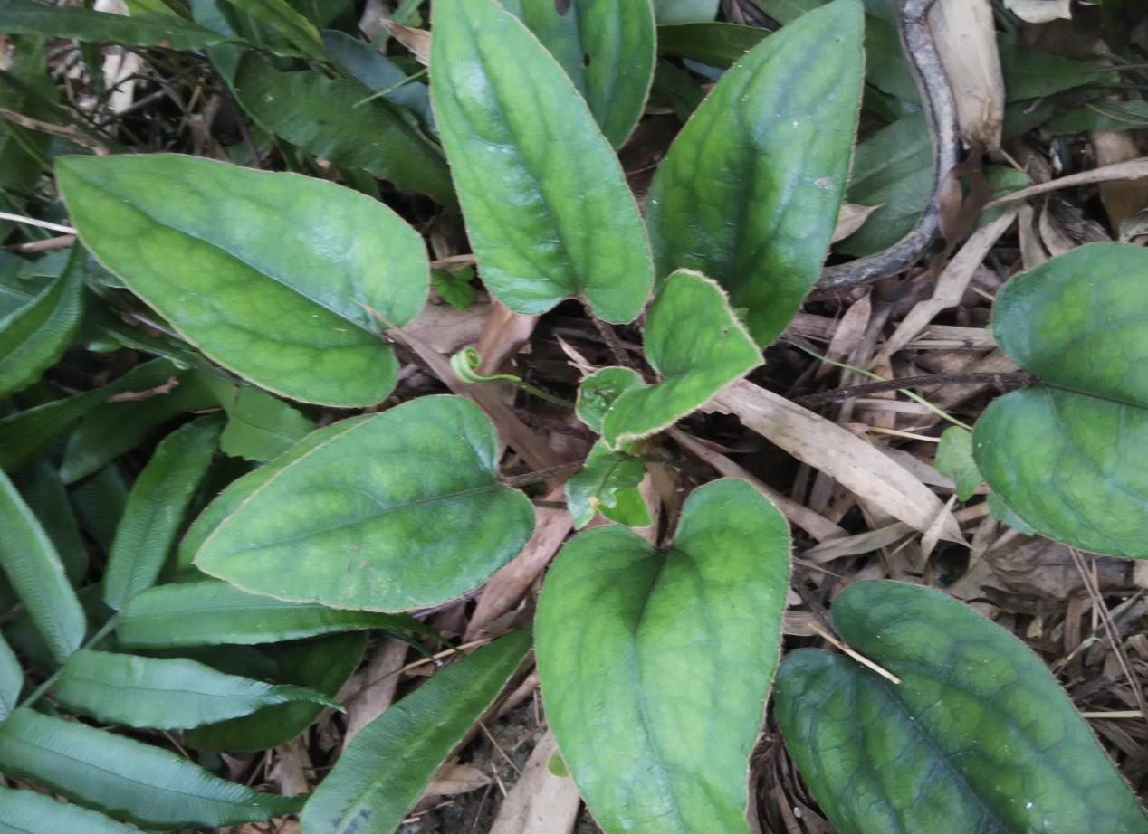 今日黃連最新價格及小巷隱秘寶藏，探尋特色小店的奇妙之旅