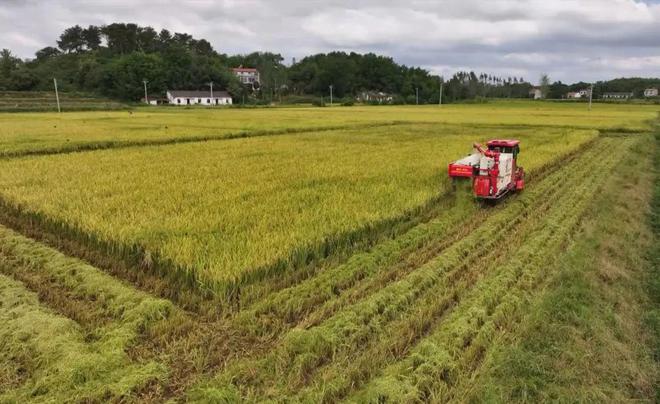 最新直播稻技術(shù)揭秘，小巷深處的稻田直播秘境探索