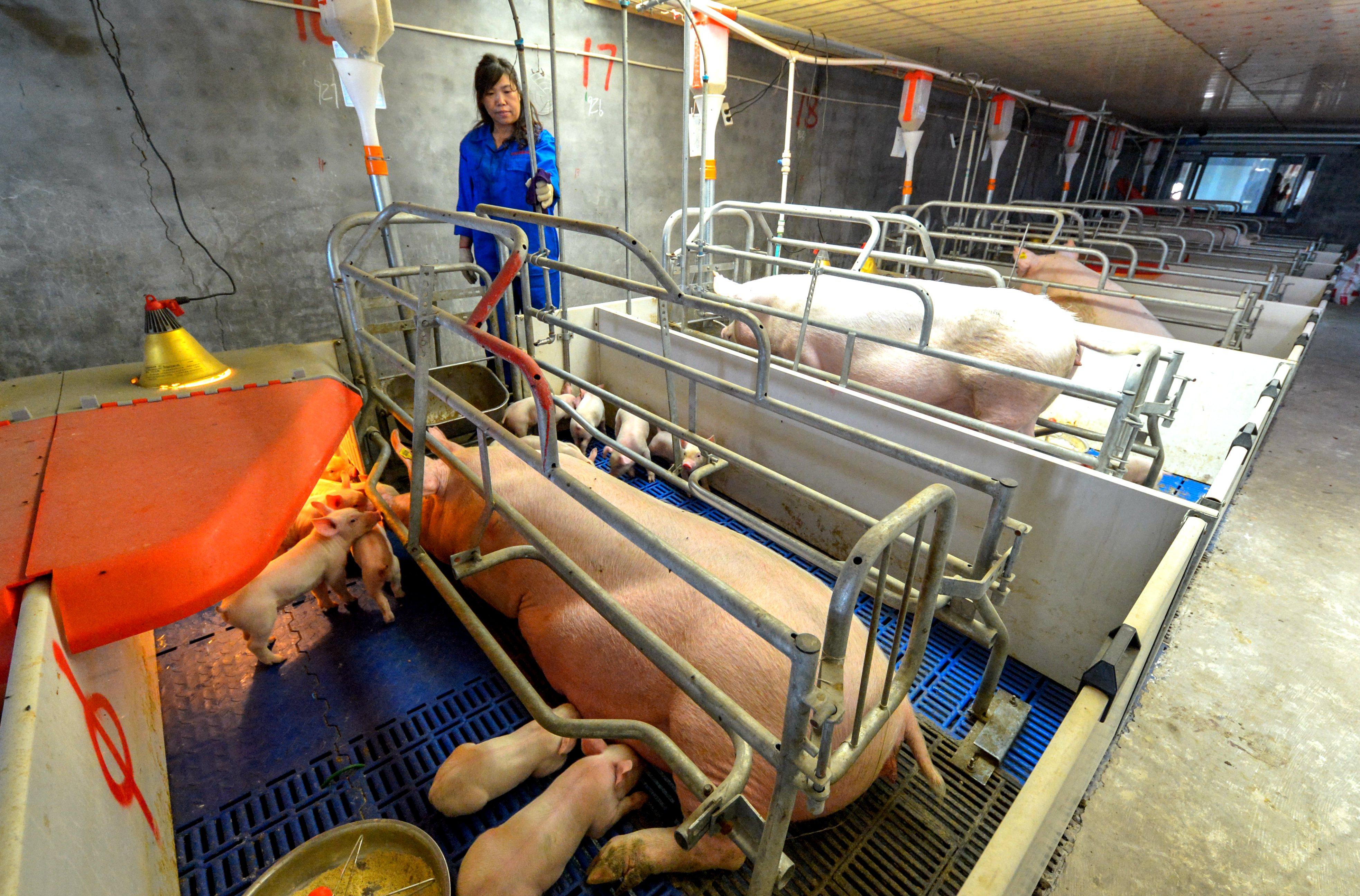 河北仔豬最新價格揭秘，小巷中的寶藏探索