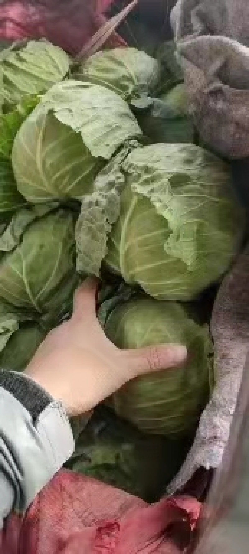 永年甘藍最新價格及市場走勢、種植要點與購買指南全解析