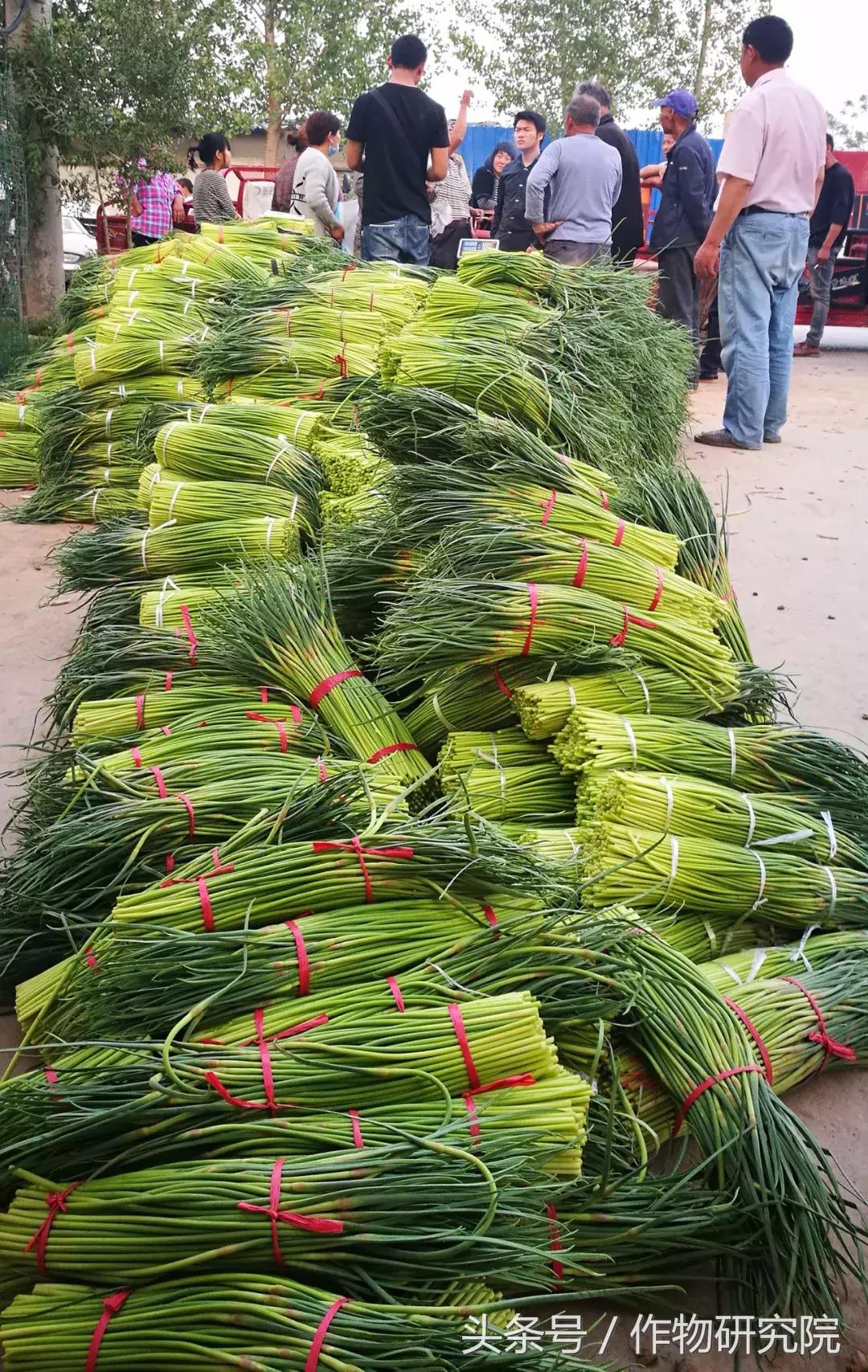 大蒜的奇妙旅程與溫馨故事，最新大蒜資訊報(bào)道