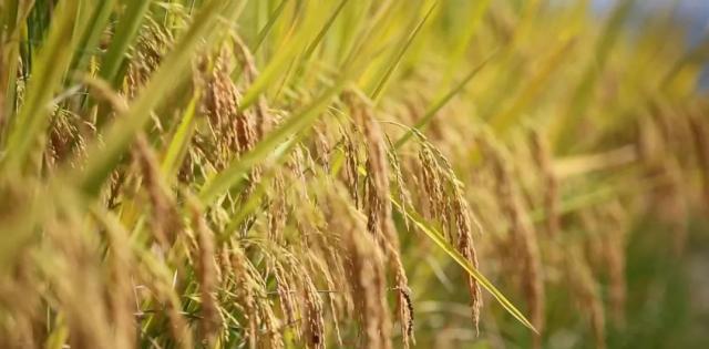 蒼南最新動(dòng)態(tài)，變化中的力量，學(xué)習(xí)鑄就自信與成就