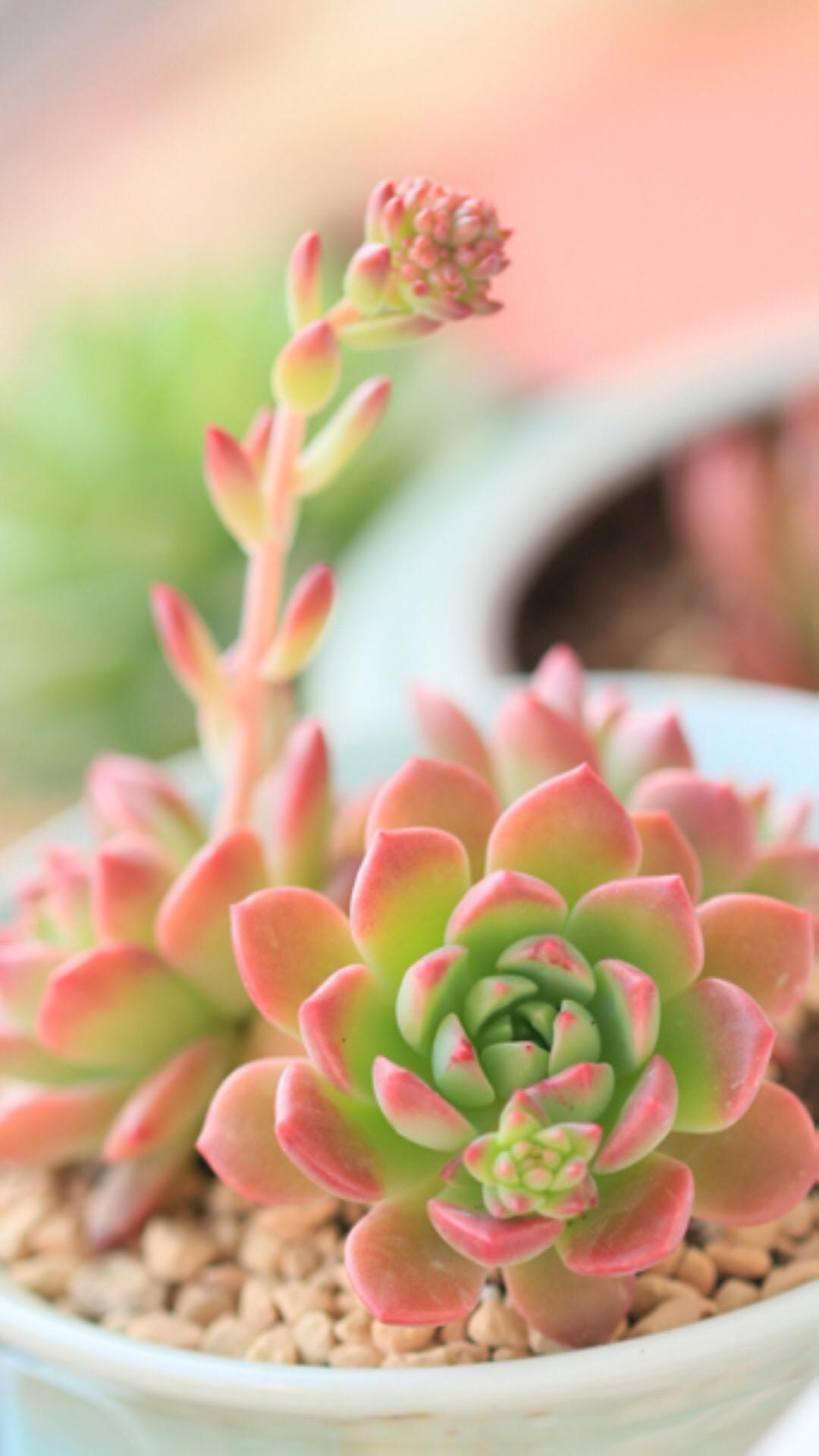 最新多肉植物，獨(dú)特的植物美學(xué)觀點(diǎn)探討