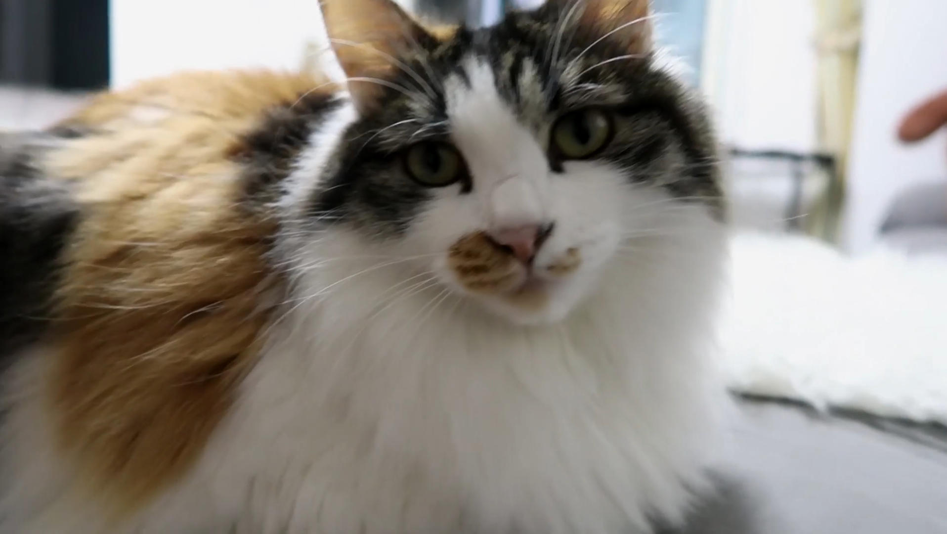 Maomi最新域名網(wǎng)站，時尚潮流的前沿引領(lǐng)者