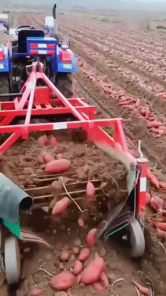 科技革新引領(lǐng)紅薯挖掘新紀(jì)元，最新挖紅薯機(jī)器亮相！