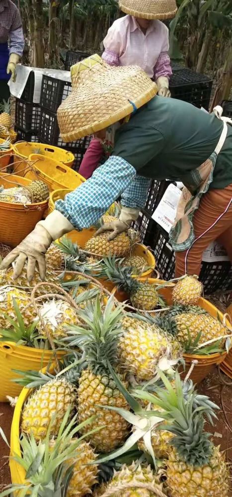 徐聞菠蘿最新價(jià)格及市場(chǎng)走勢(shì)分析，多方觀點(diǎn)解讀市場(chǎng)動(dòng)態(tài)