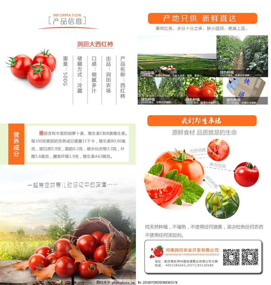 安徽西紅柿產(chǎn)地探秘，自然美景與鮮美西紅柿的邂逅之旅