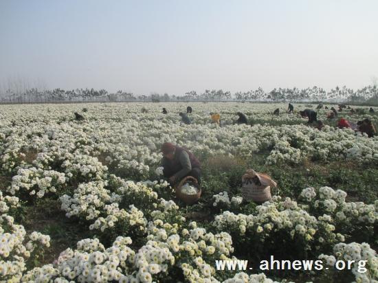 界首最新新聞，學(xué)習(xí)變革的力量，自信與成就感的融合之路