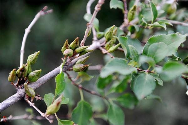 連翹最新價格走勢，機遇中的自信力量與自我成長展望