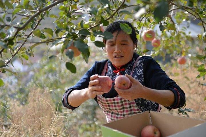 沂源蘋果最新價格，綠色之旅帶來內(nèi)心的平靜