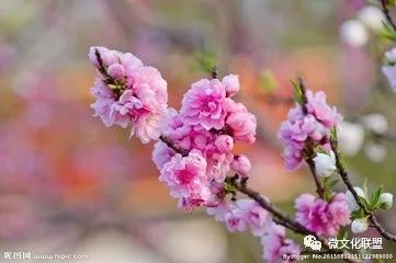 科技巔峰之作桃花開啟未來生活新紀元，最新章節(jié)預覽