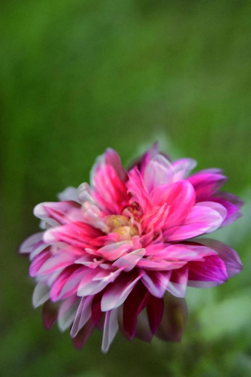 最新花舞，綻放的藝術之美欣賞